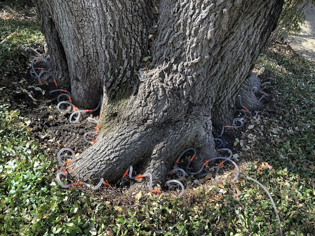 Detailed Tree Cabling and Bracing job site in Tallevast